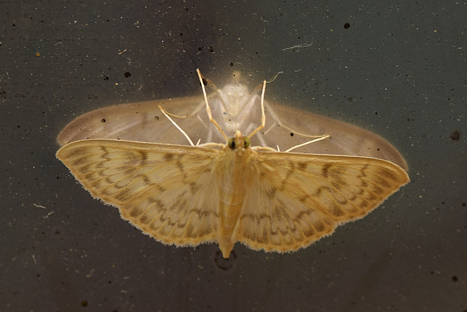 La mia prima macro ad un insetto