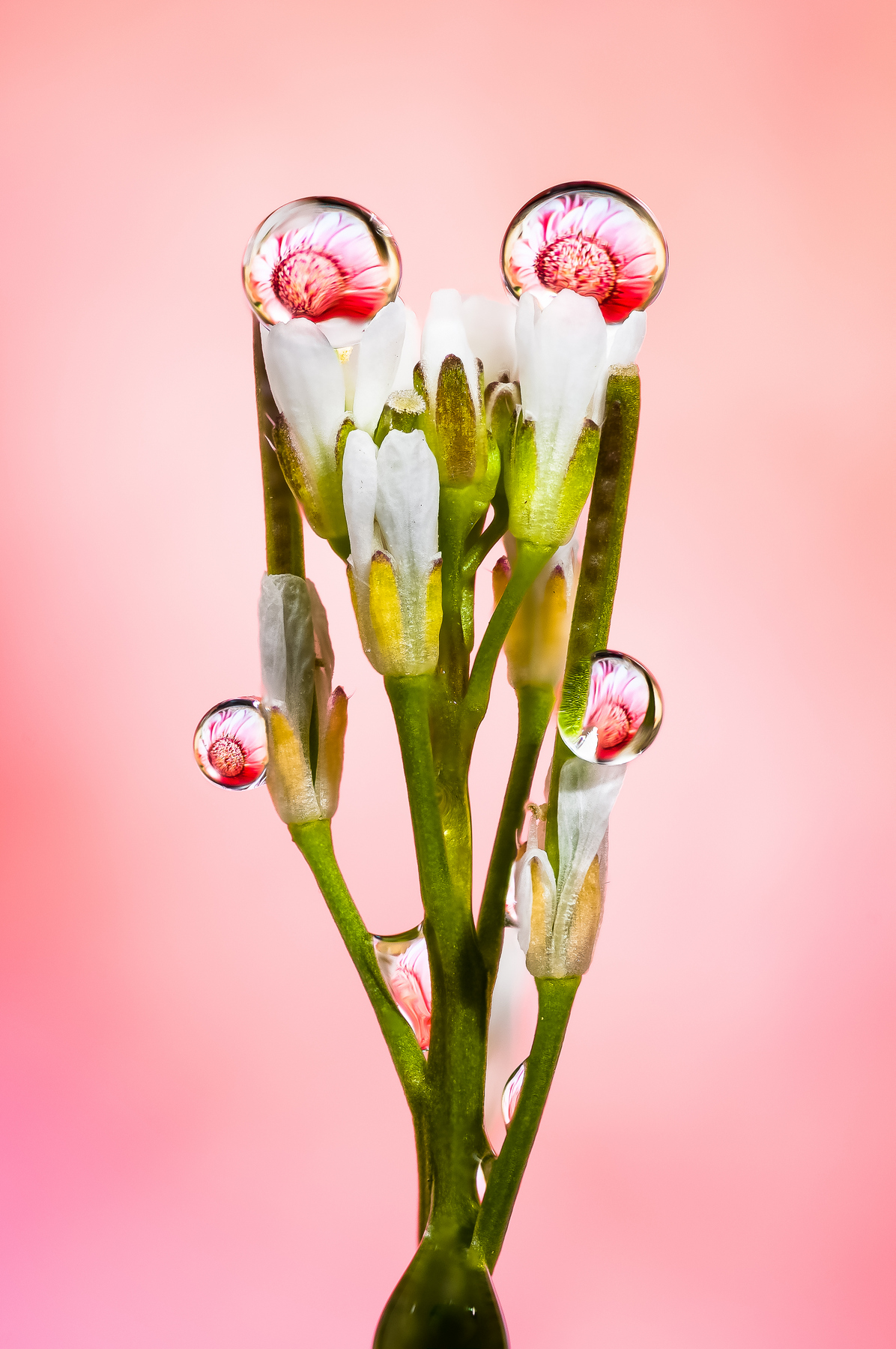 Drops e Flowers Gocce e Fiori Riflessi by Mario JR Nicorelli con Nikon D300s Macro fotografia - Macro Photography - Macro Foto