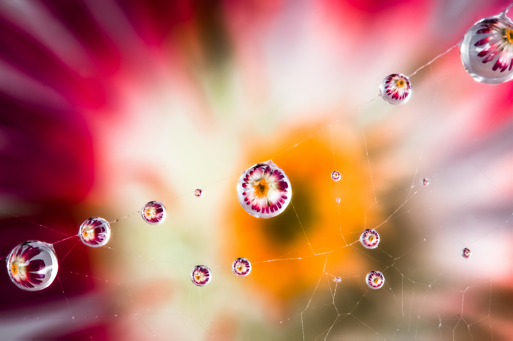 Drops e Flowers Gocce e Fiori Riflessi by Mario JR Nicorelli con Nikon D300s Macro fotografia - Macro Photography - Macro Foto Drops e Flowers Gocce e Fiori Riflessi by Mario JR Nicorelli con Nikon D300s Macro fotografia - Macro Photography - Macro Foto