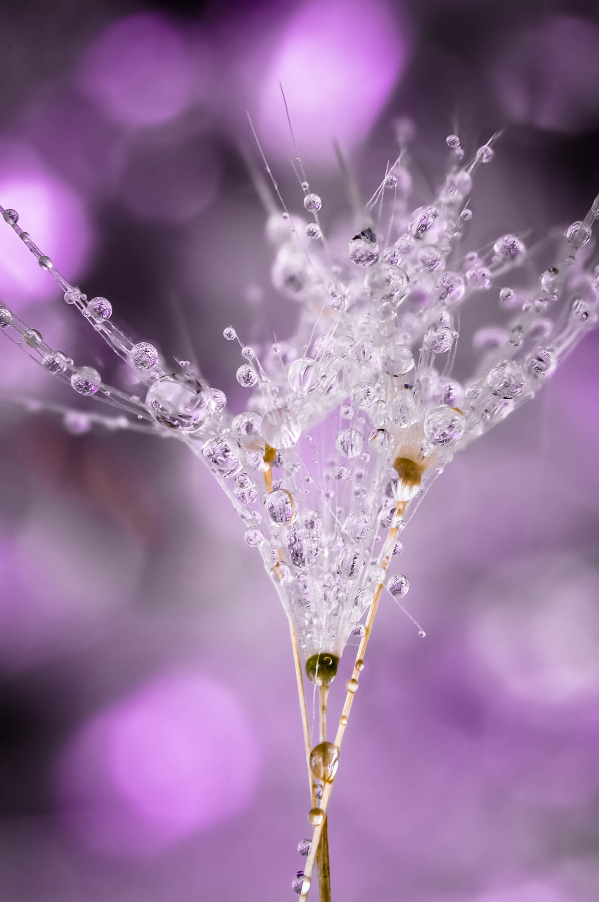 Drops e Flowers Gocce e Fiori Riflessi by Mario JR Nicorelli con Nikon D300s Macro fotografia - Macro Photography - Macro Foto Drops e Flowers Gocce e Fiori Riflessi by Mario JR Nicorelli con Nikon D300s Macro fotografia - Macro Photography - Macro Foto