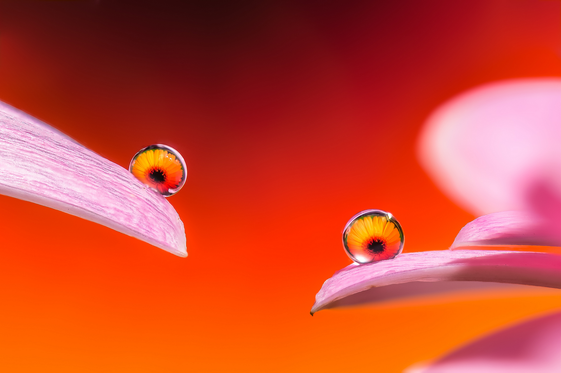 Drops e Flowers Gocce e Fiori Riflessi by Mario JR Nicorelli con Nikon D300s Macro fotografia - Macro Photography - Macro Foto Drops e Flowers Gocce e Fiori Riflessi by Mario JR Nicorelli con Nikon D300s Macro fotografia - Macro Photography - Macro Foto