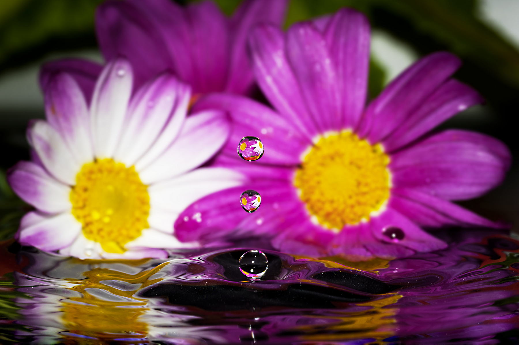 Drops e Flowers Gocce e Fiori Riflessi by Mario JR Nicorelli con Nikon D300s Macro fotografia - Macro Photography - Macro Foto Drops e Flowers Gocce e Fiori Riflessi by Mario JR Nicorelli con Nikon D300s Macro fotografia - Macro Photography - Macro Foto