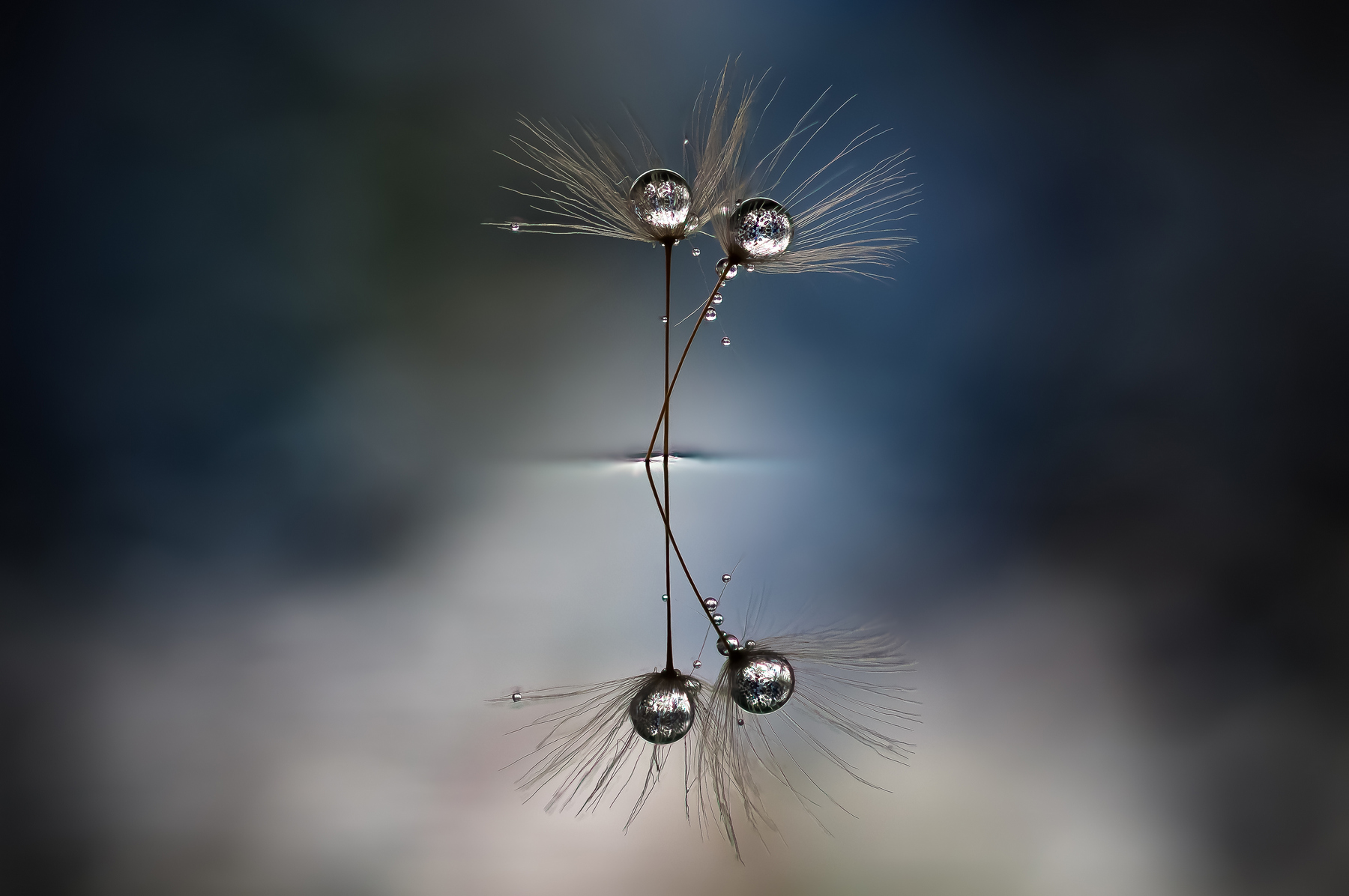 Drops e Flowers Gocce e Fiori Riflessi by Mario JR Nicorelli con Nikon D300s Macro fotografia - Macro Photography - Macro Foto Drops e Flowers Gocce e Fiori Riflessi by Mario JR Nicorelli con Nikon D300s Macro fotografia - Macro Photography - Macro Foto