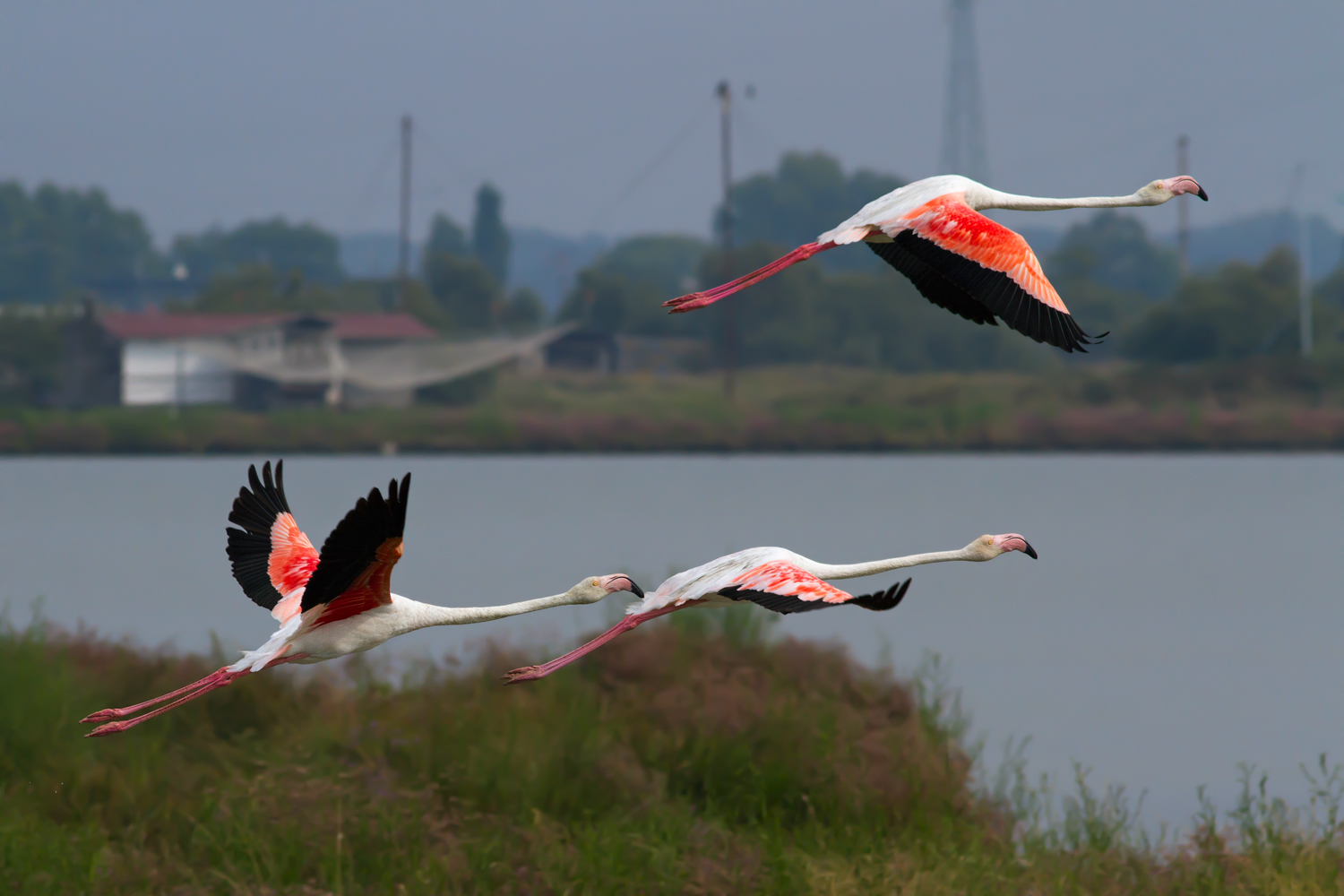 Fenicotteri in volo a Comacchio