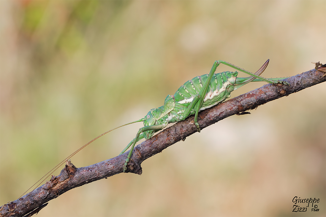 Uromenus (Bolivarus) elegans