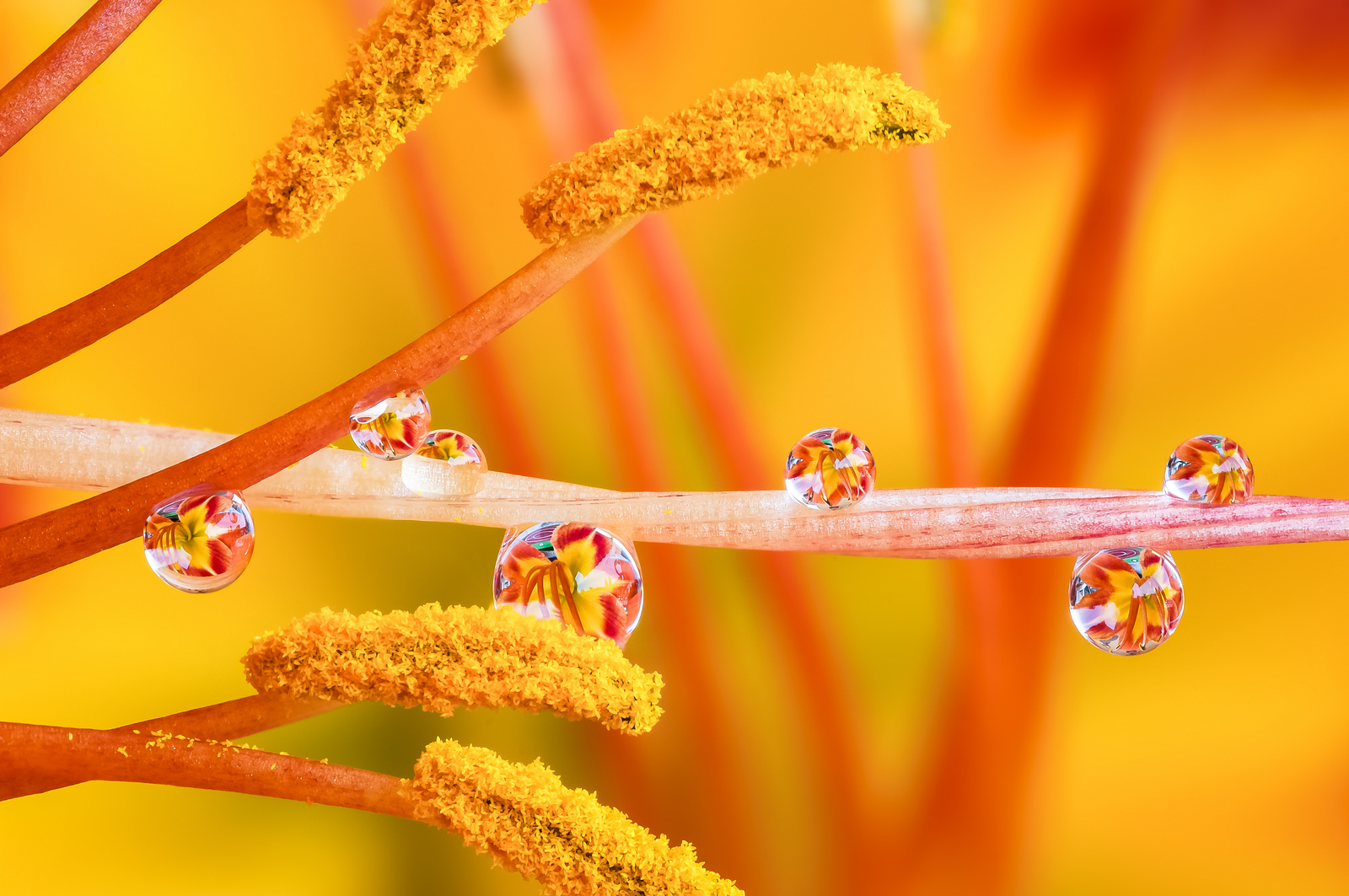 Drops Flowers Gocce Fiori Riflessi Drops Flowers Gocce Fiori Riflessi