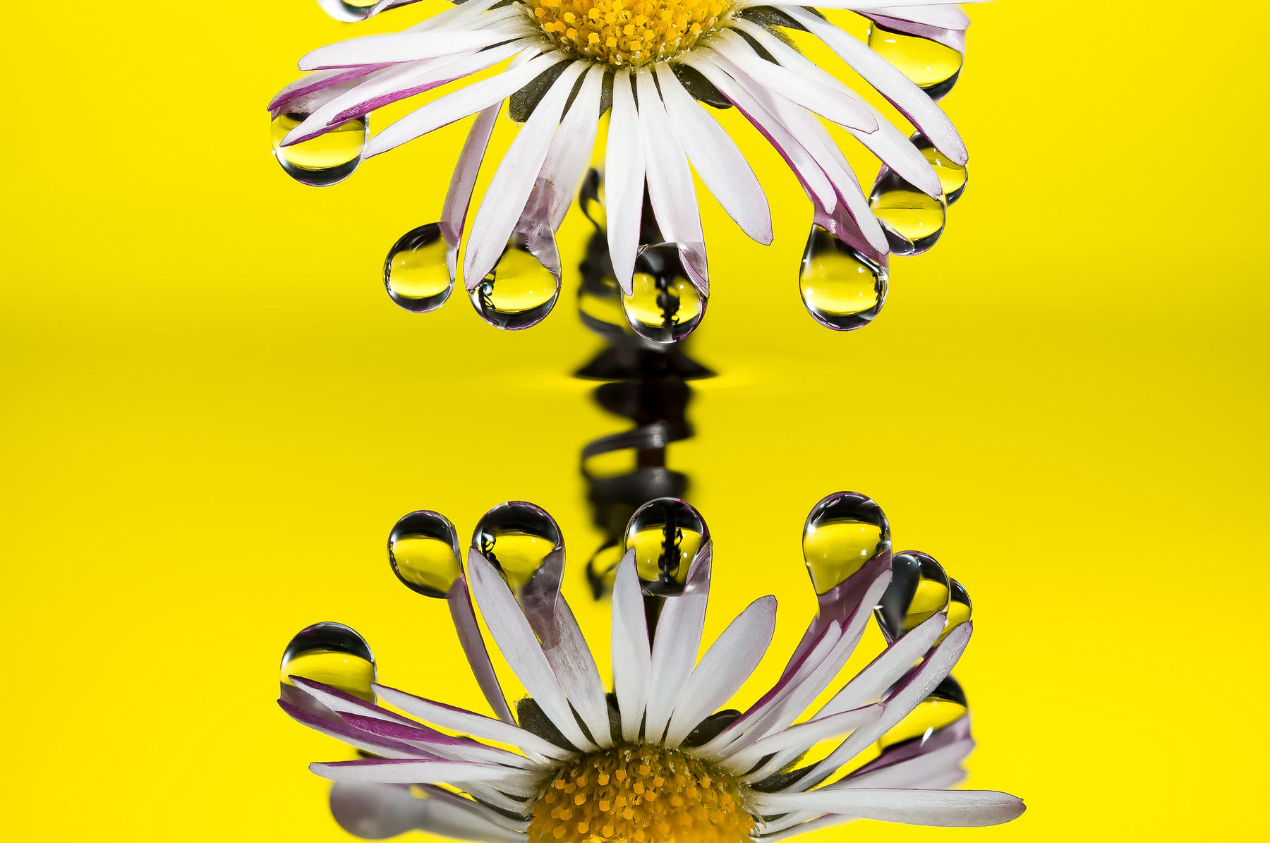 Drops Flowers Gocce Fiori Riflessi