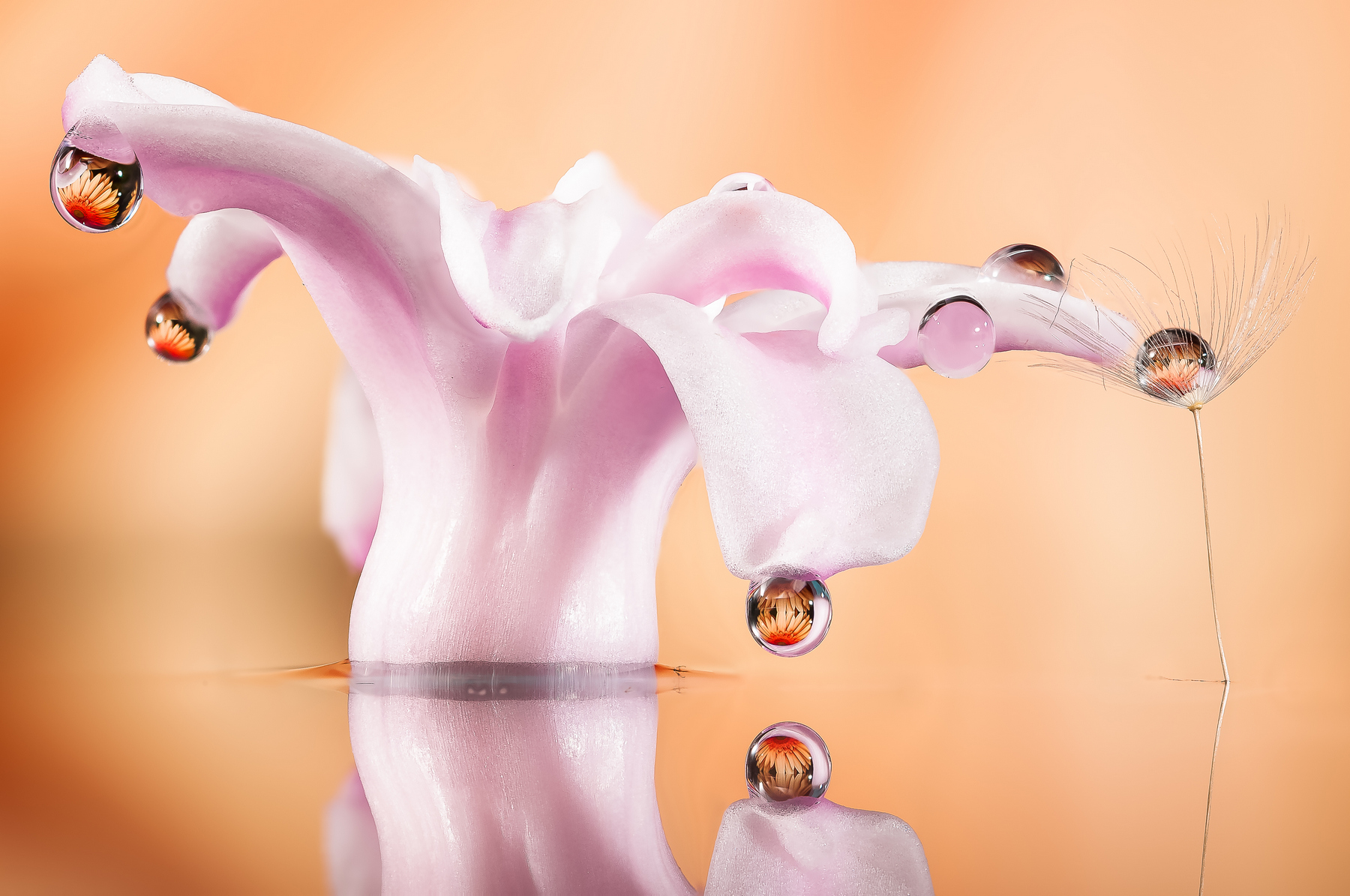 Drops Flowers Gocce Fiori Riflessi