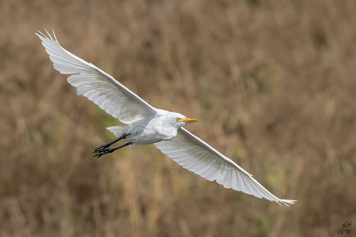 ..airone guardabuoi..