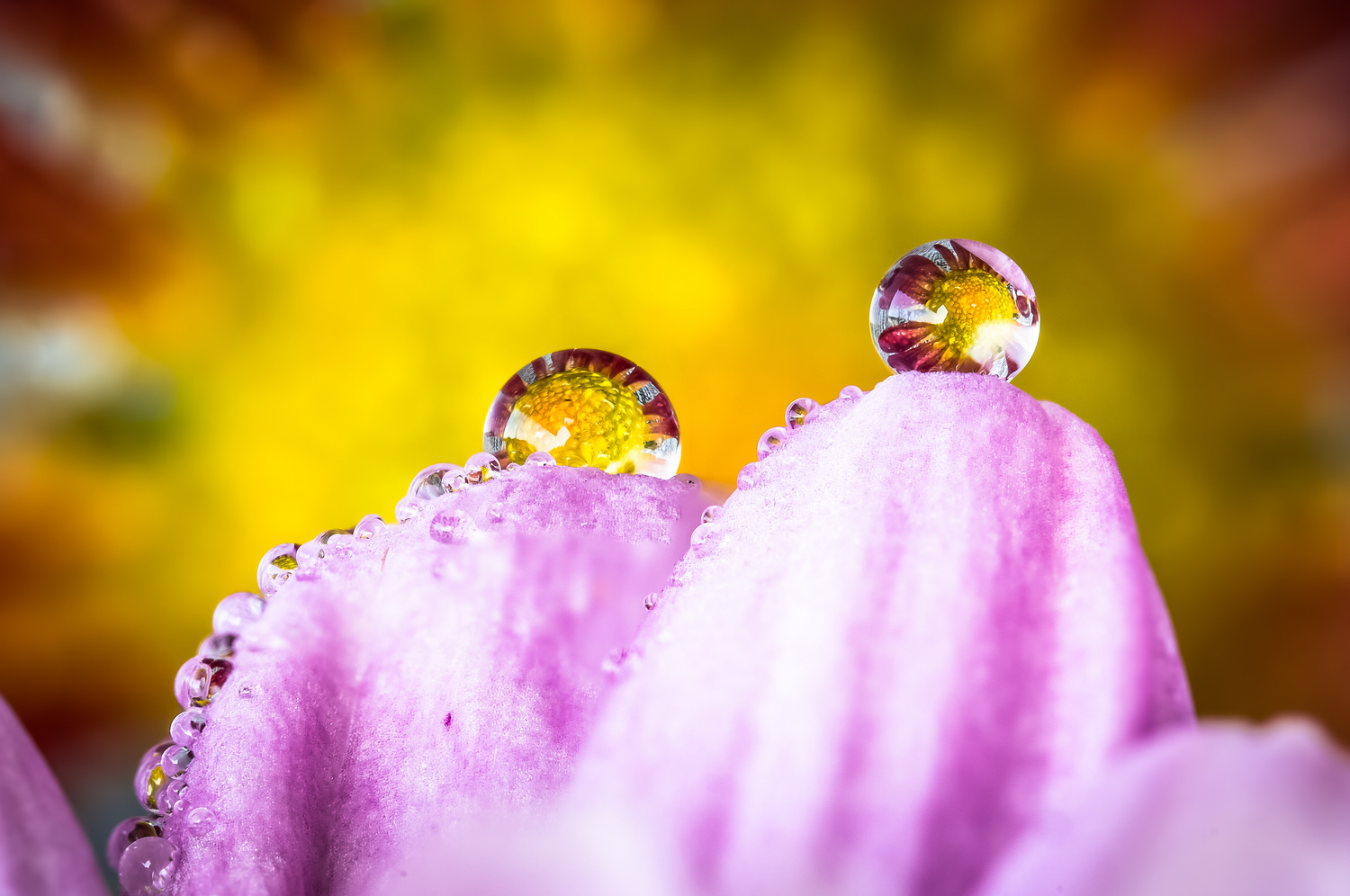 Drops Flowers Gocce Fiori Riflessi