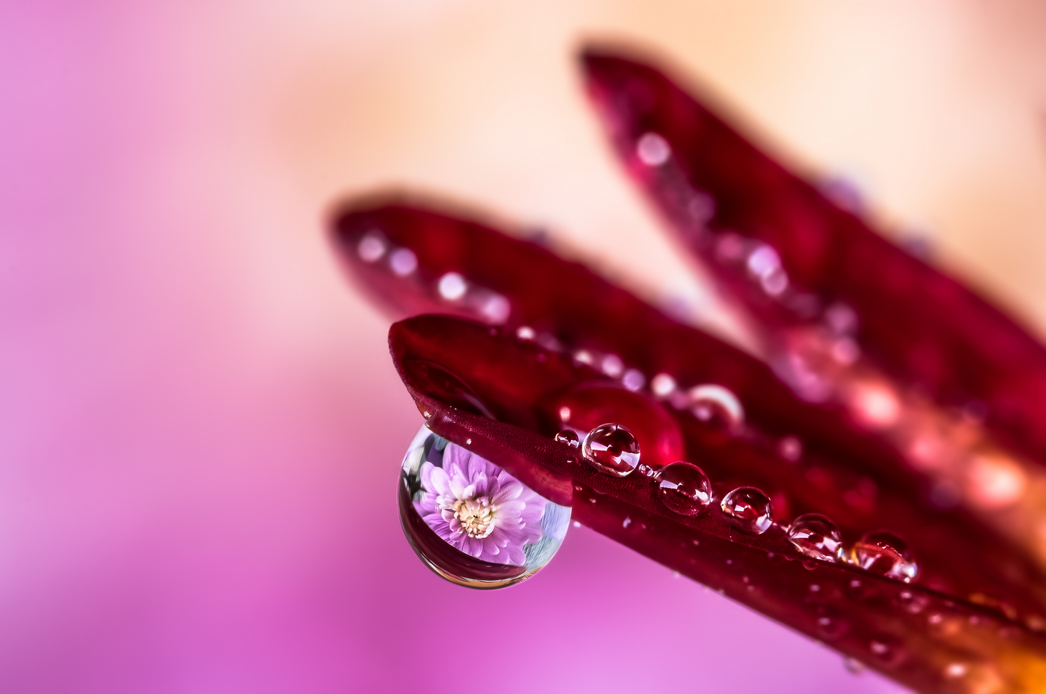 Drops Flowers Gocce Fiori Riflessi