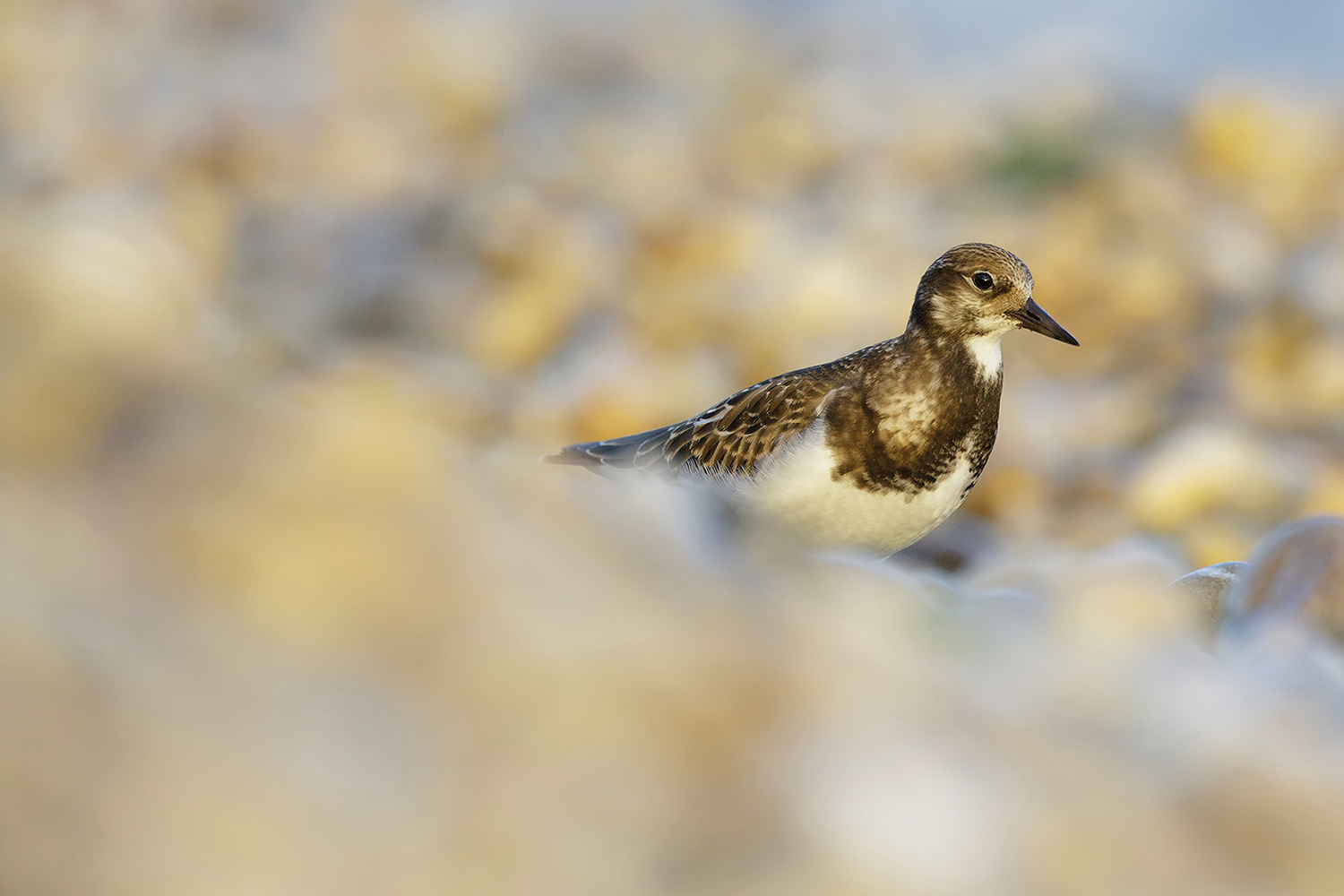 Avvolto dai suoi amati sassi