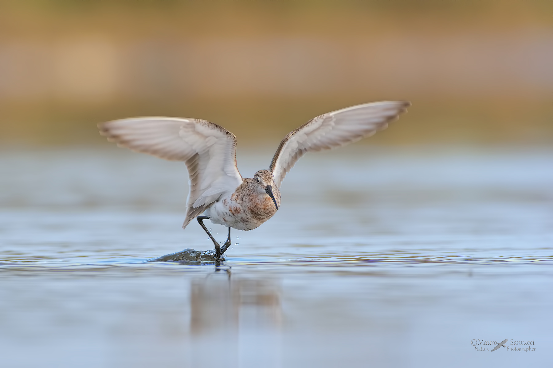 Piovanello-comune-allo-stacco_DSC0180