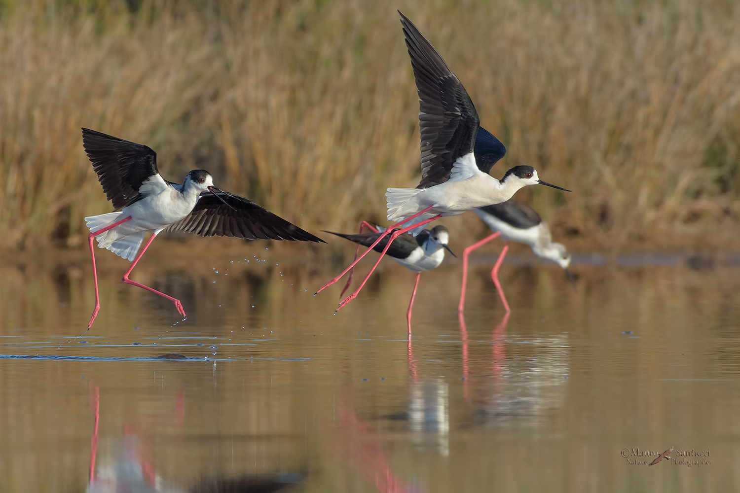 Cavalieri-litigiosi_DSC9227