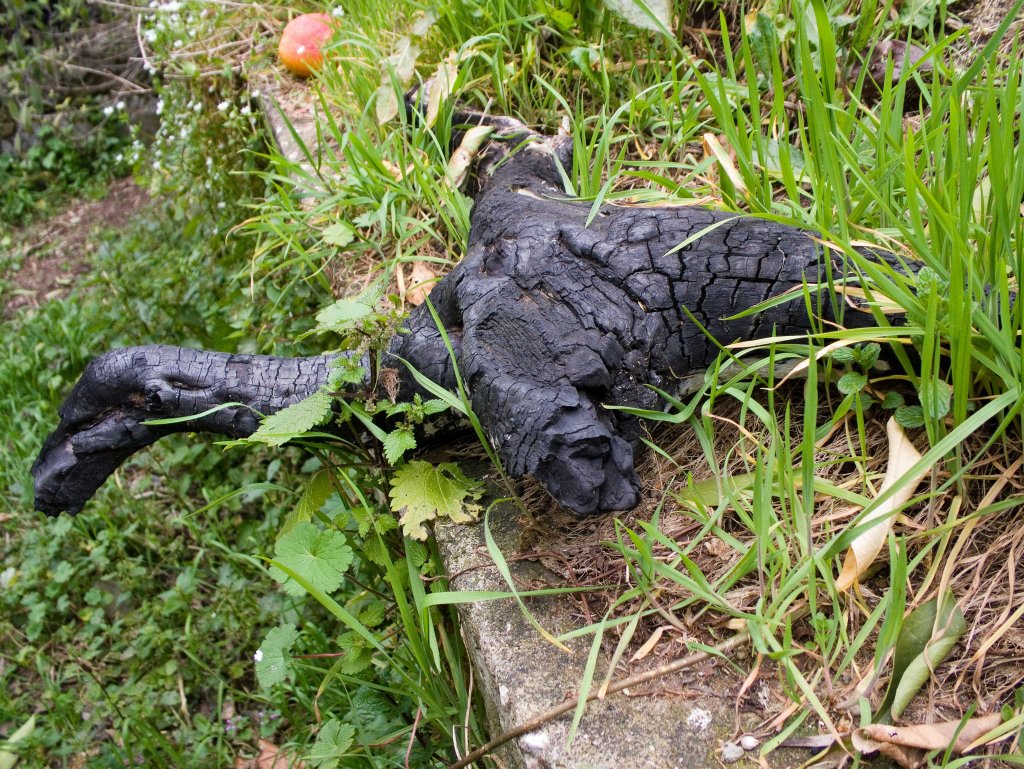 Augellin de carbon abbattuto