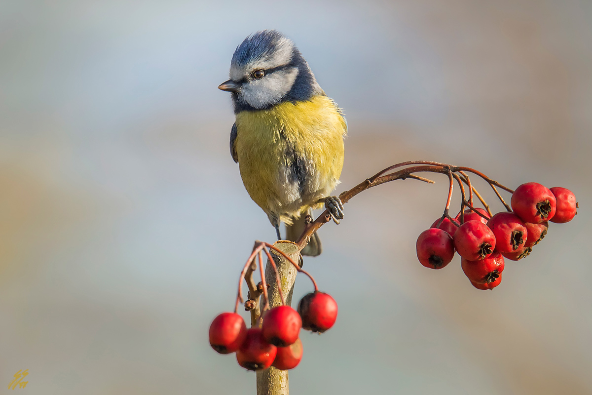 ..questi non mi piacciono..