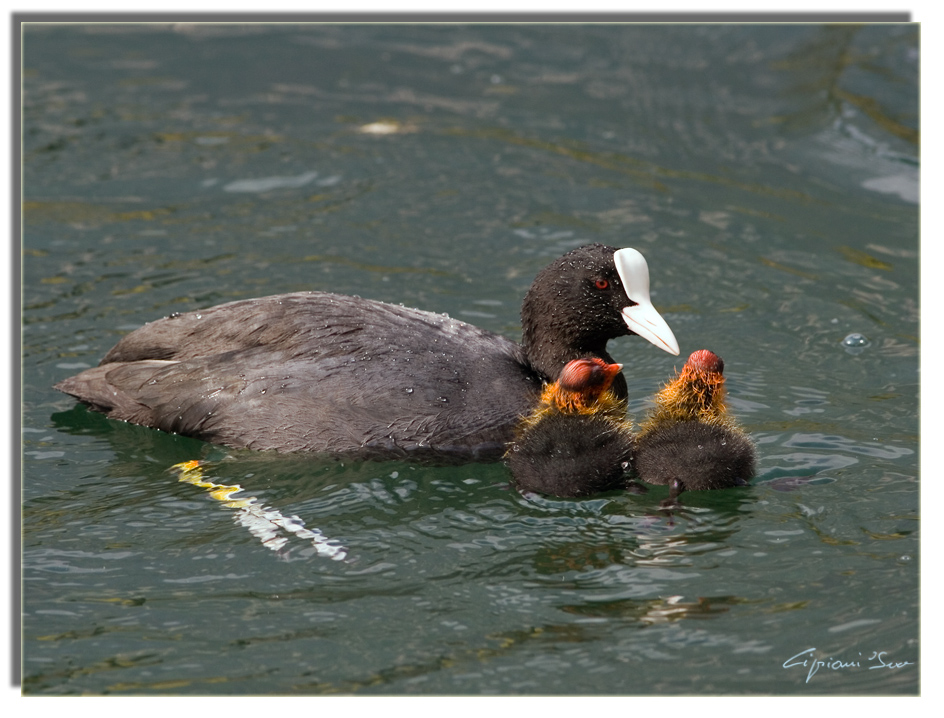 Folaghe (prima nidiata 2006)