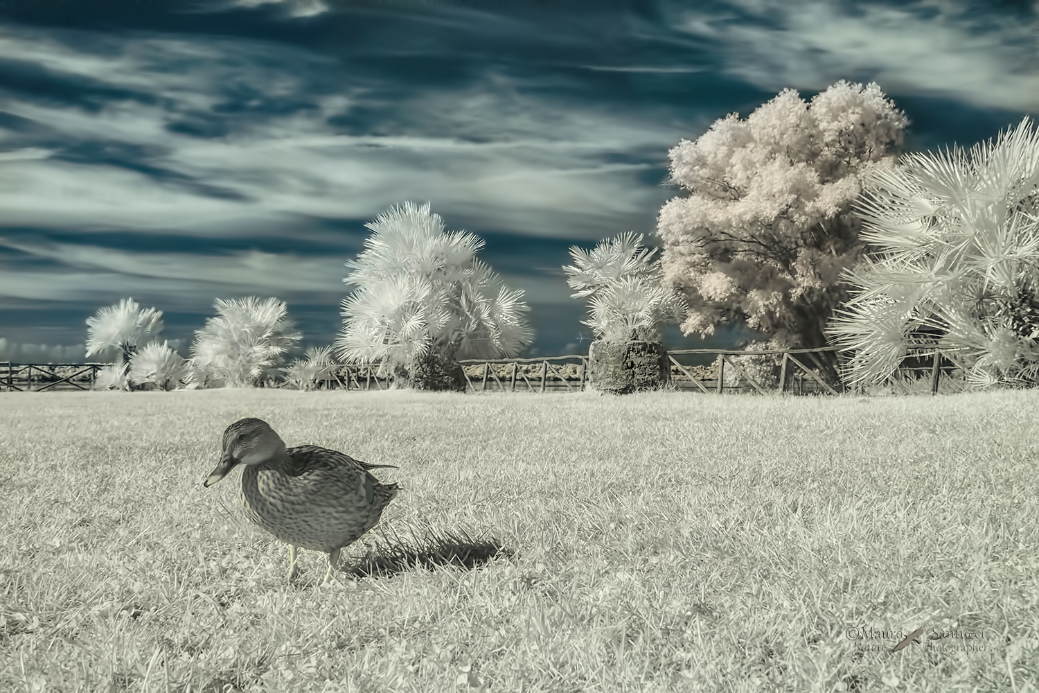 Infrared-DSC_5036
