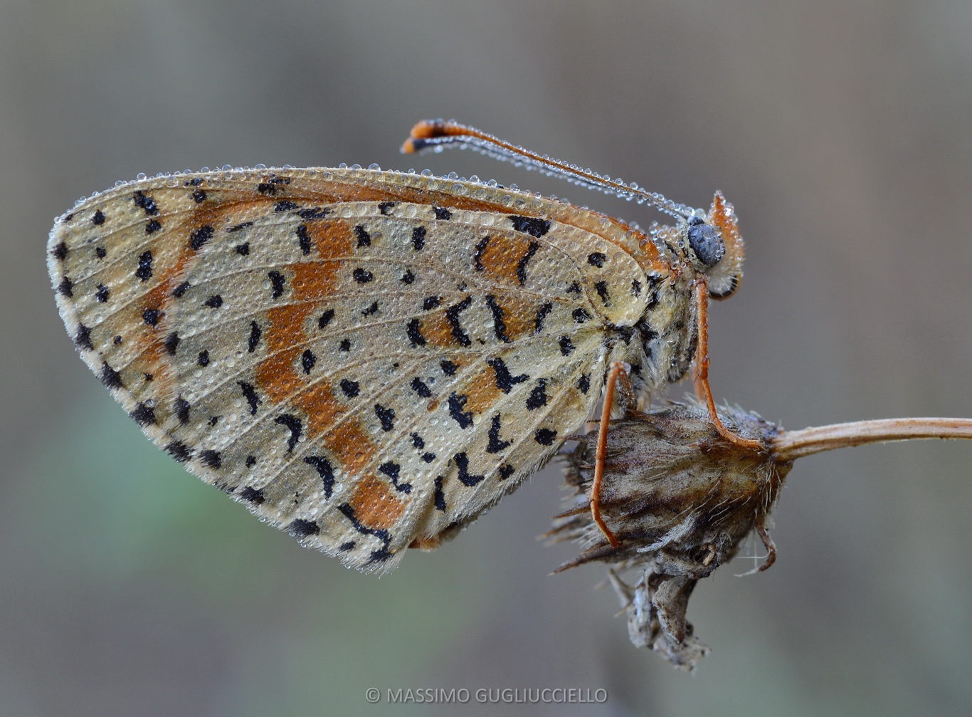 Melitaea cinxia