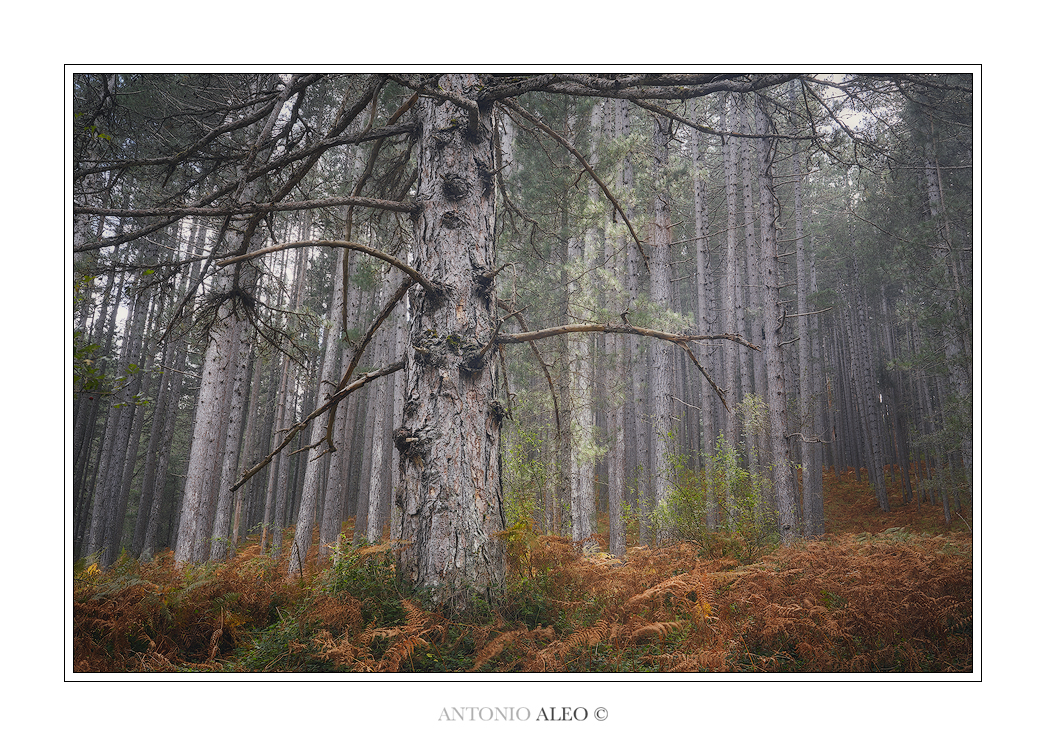 Pino laricio ultracentenario