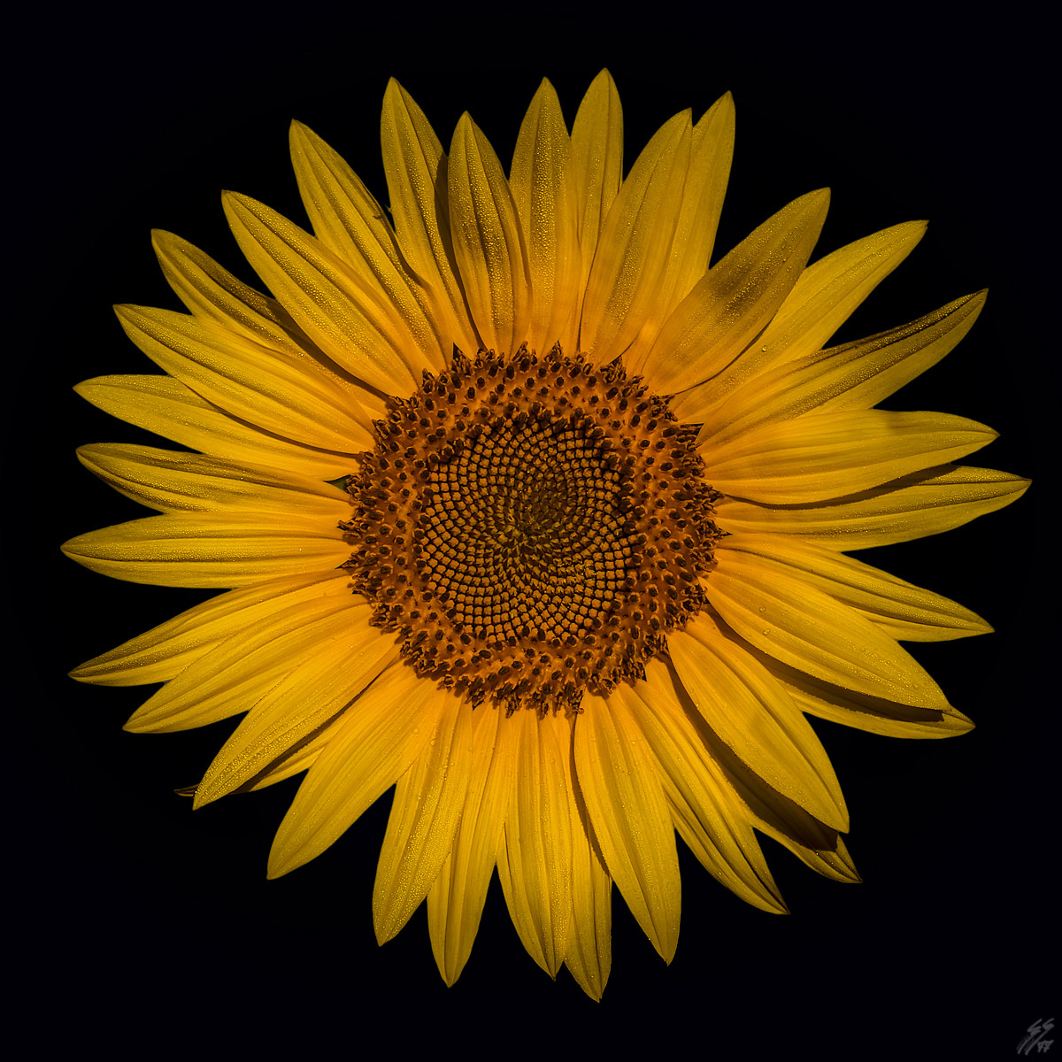 ..il sole in un fiore..