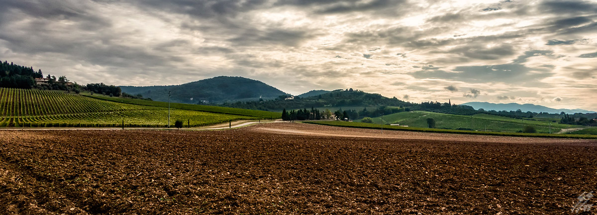 ..terre di vini..