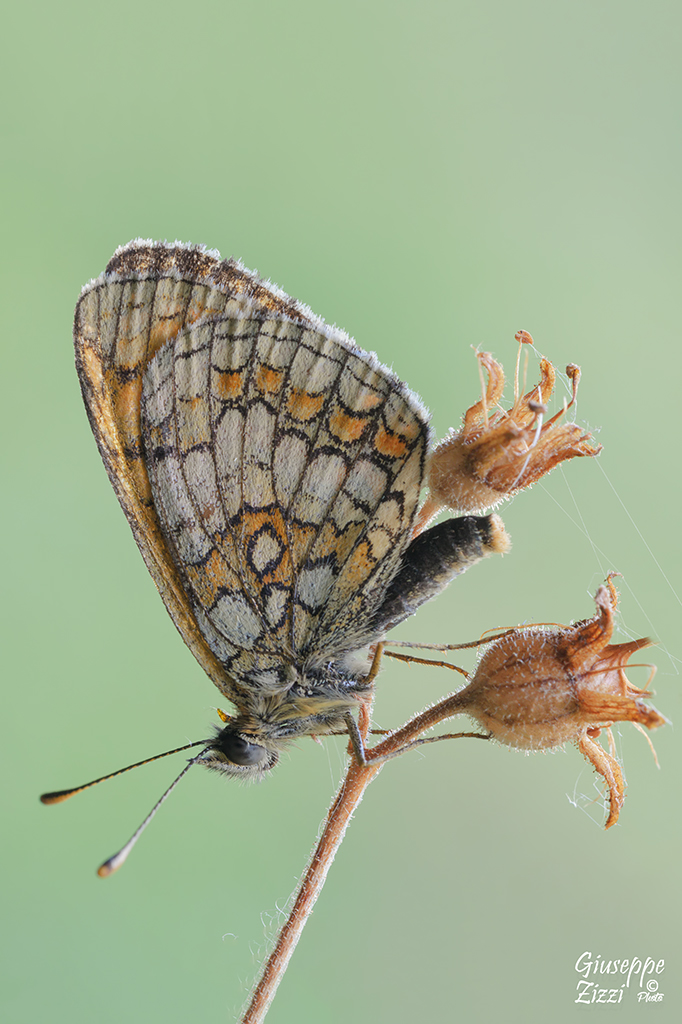 Melitaea varia