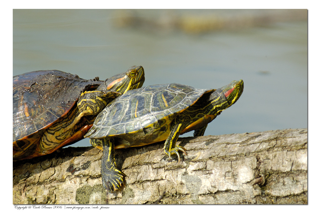 Tartarughe a Torrile