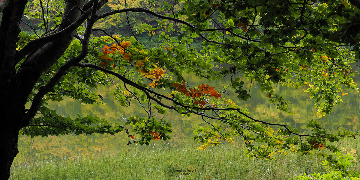 Inizio di Foliage...