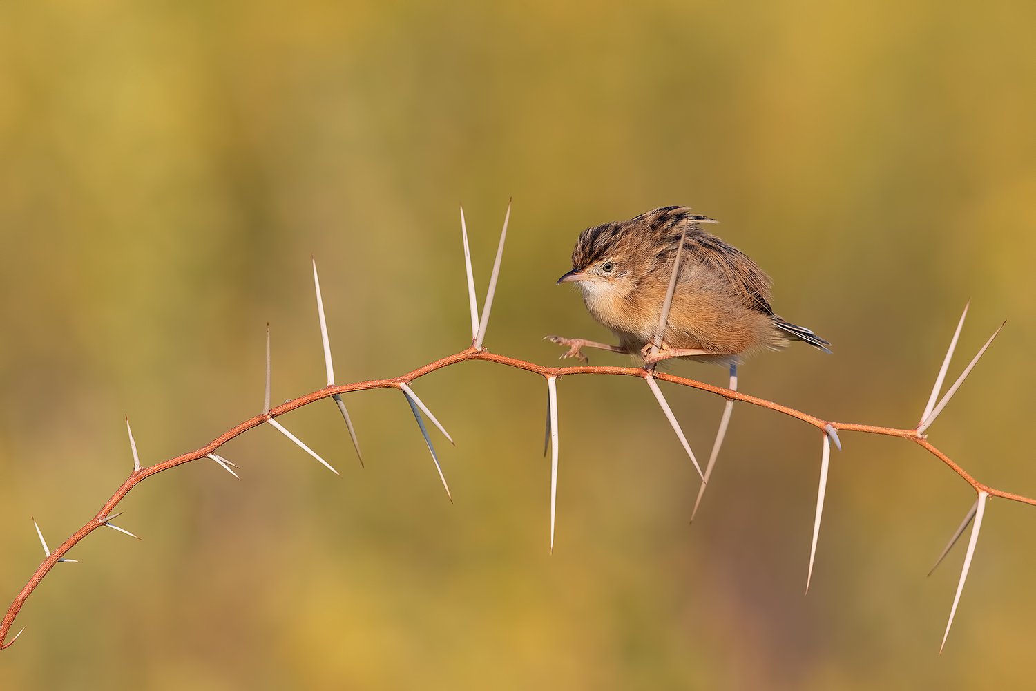 Beccamoschino di stamani