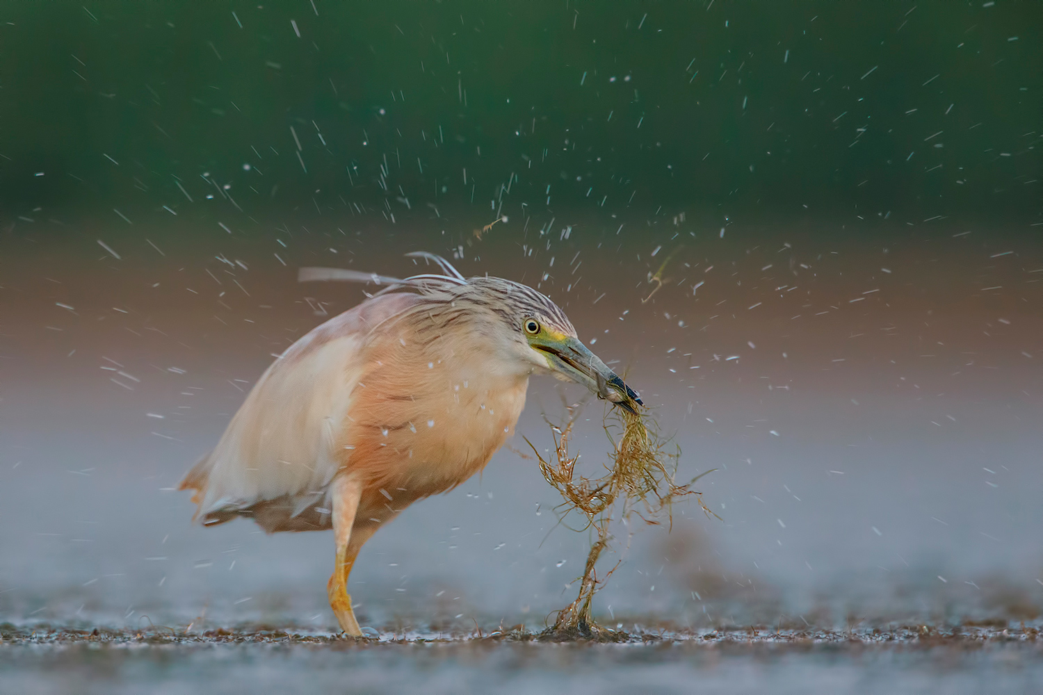 un'esplosione d'acqua....