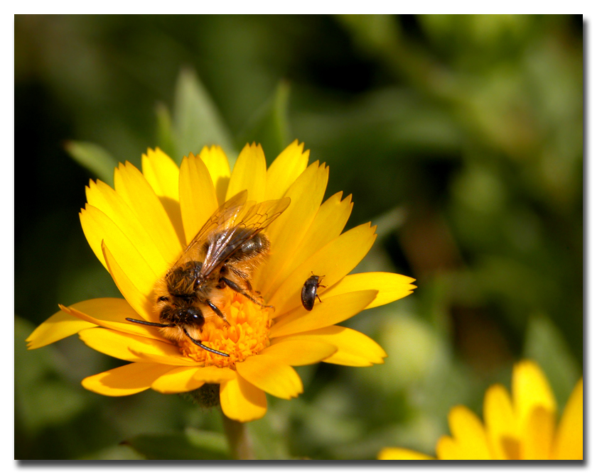 Insieme appassionatamente...sulla Calendula!