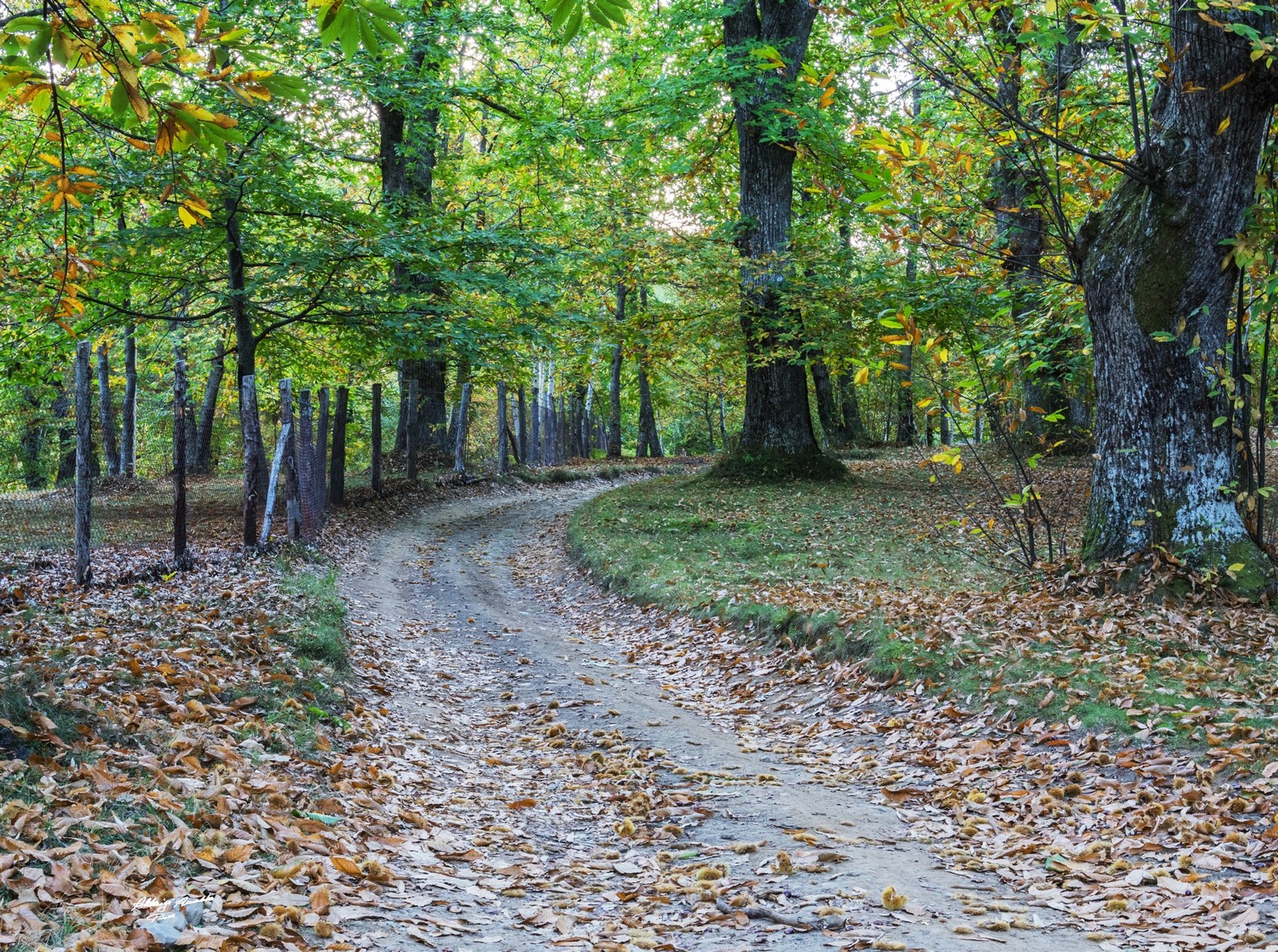 Stradina tra i castagni.