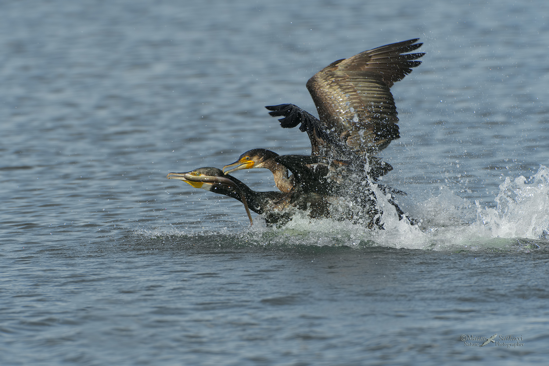 Lotta per un'anguilla