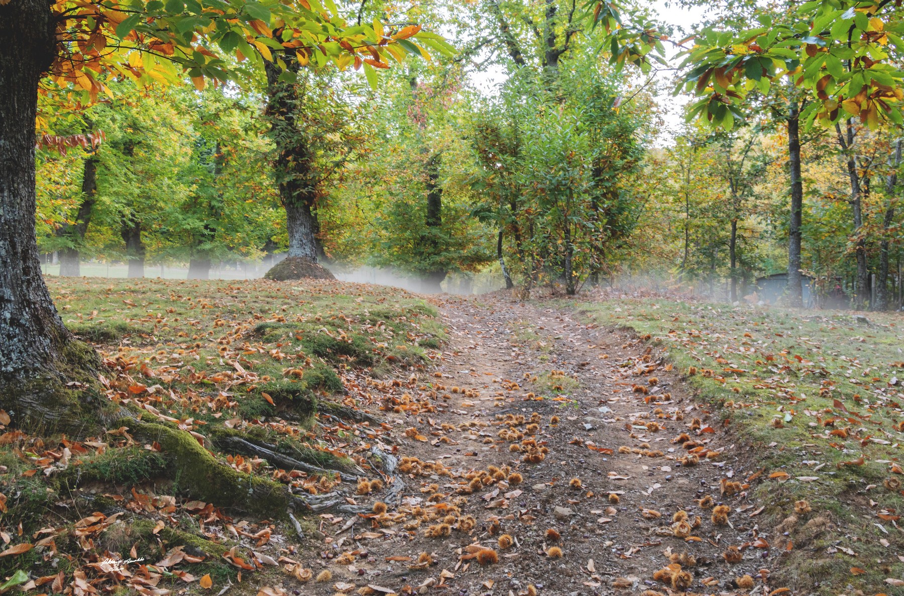 Stradina tra i castagni.3