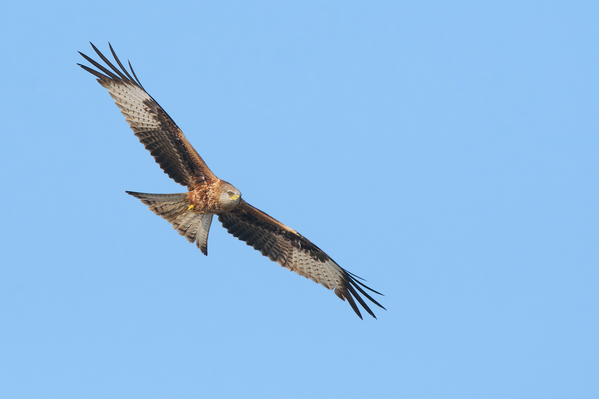 Nibbio reale (Milvus milvus)