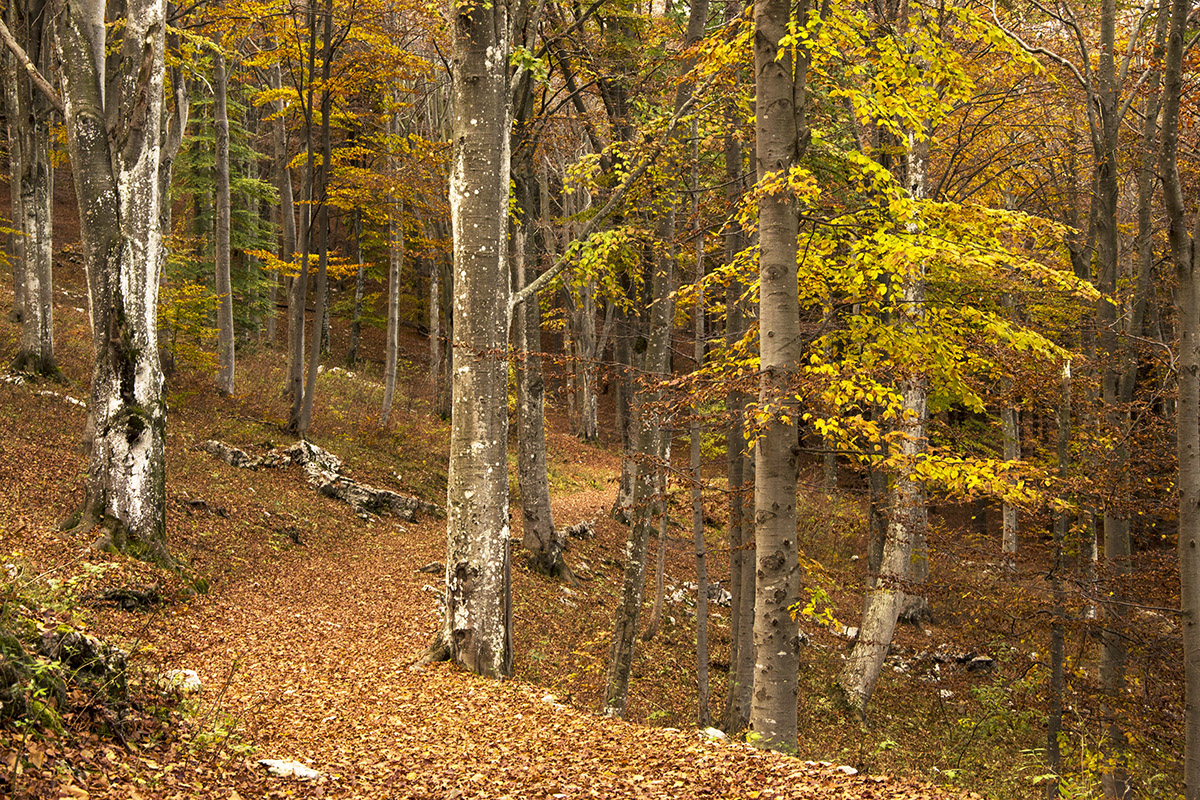 i colori del bosco 2