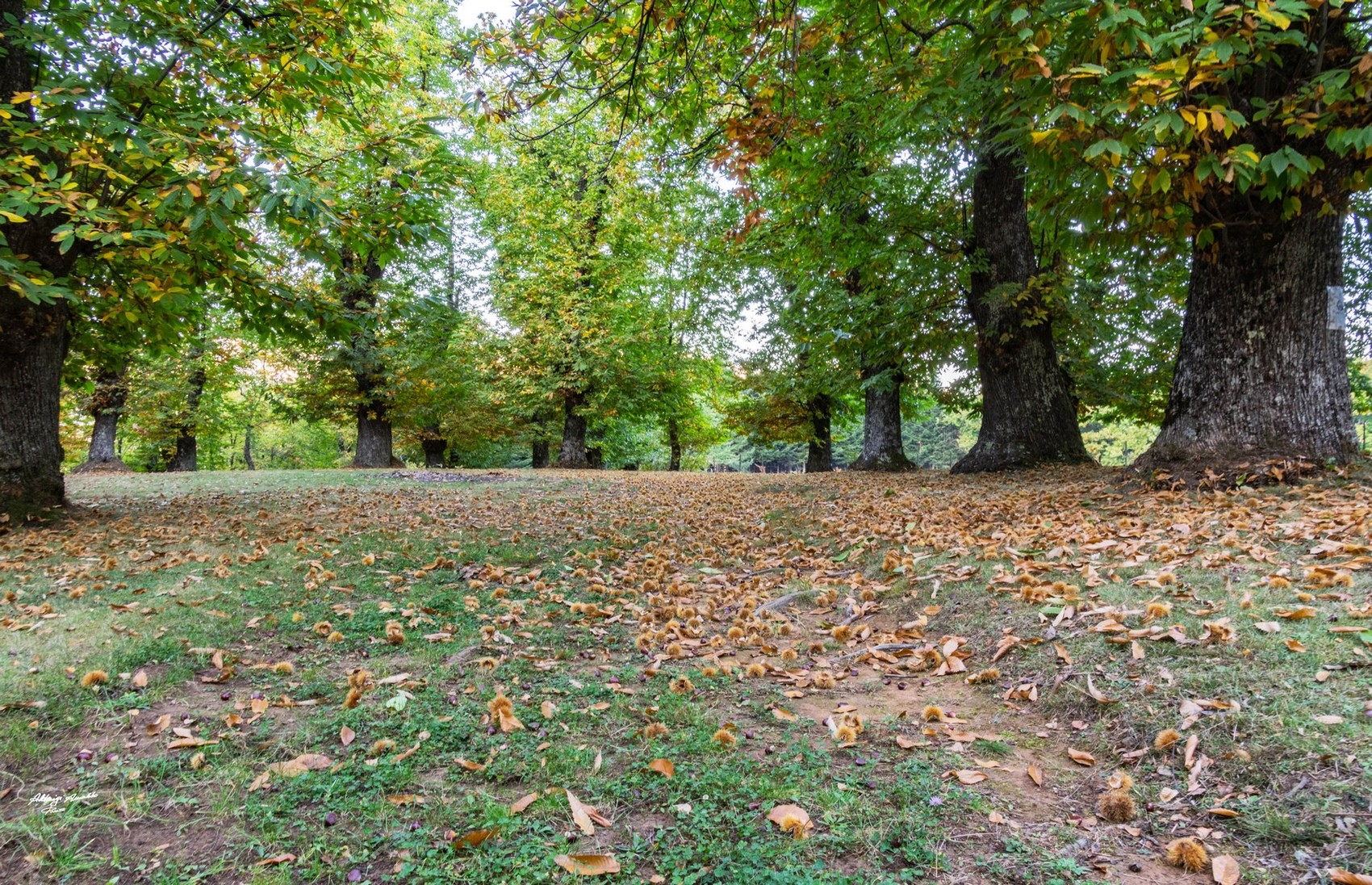 Prati..e Castagni Secolari.