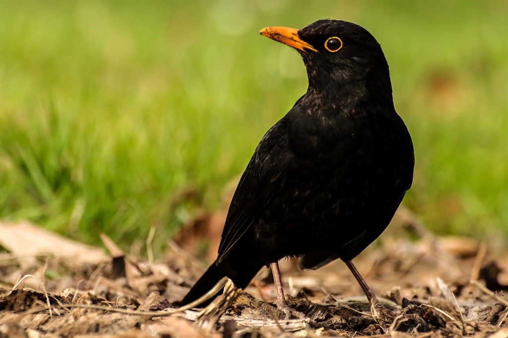 compagno di riflessione