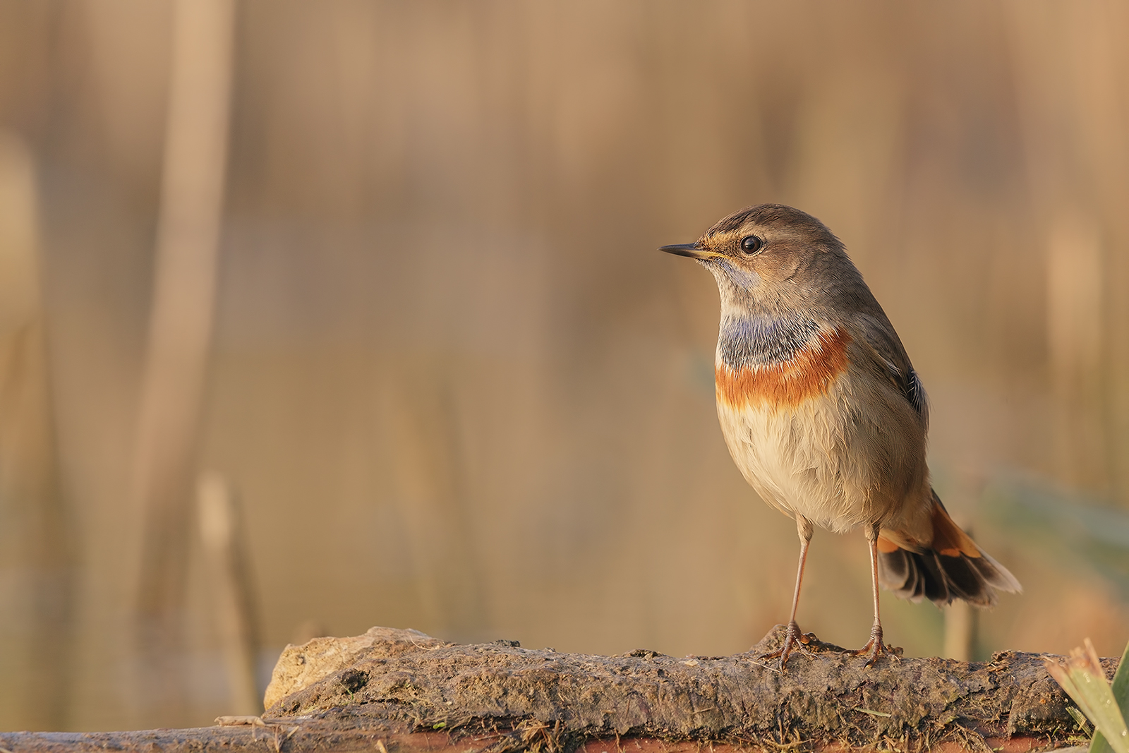 L'alba del pettazzurro