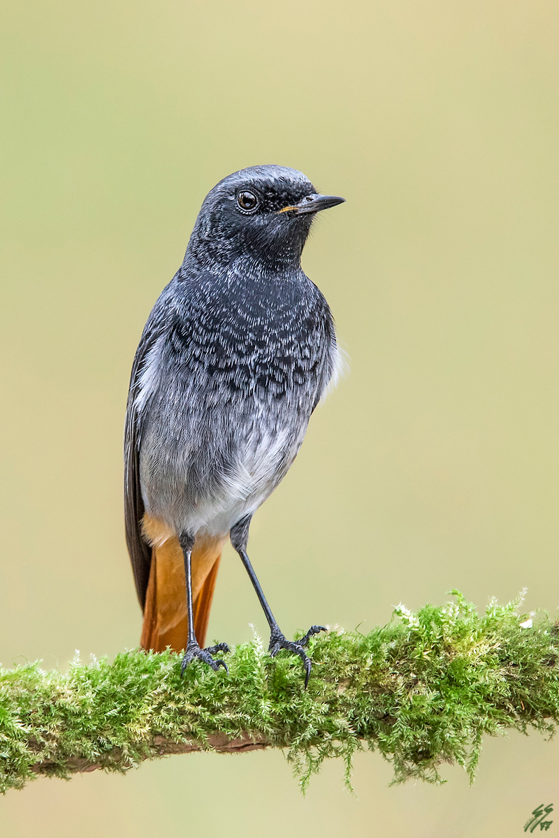 ..codirosso spazzacamino maschio..