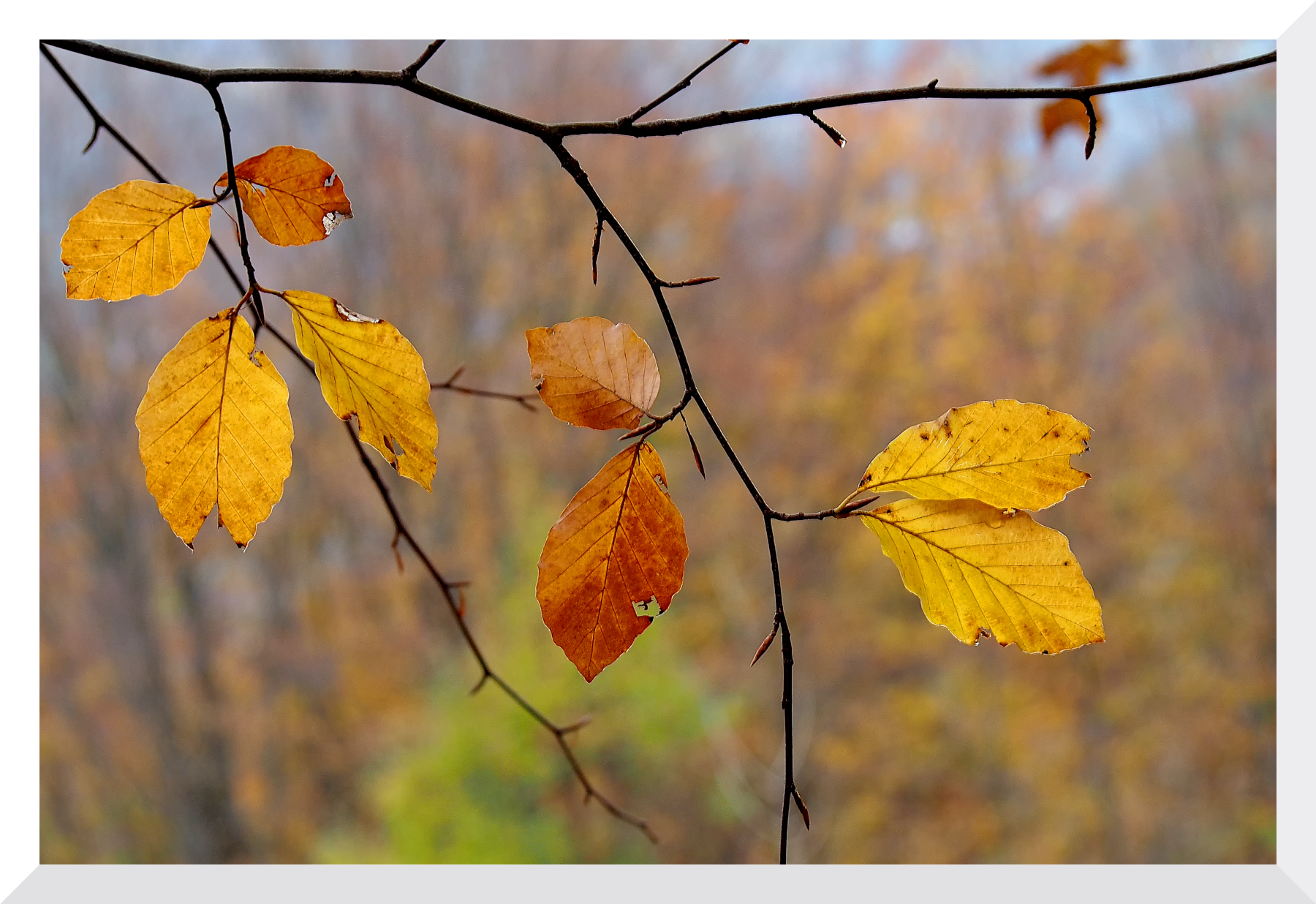 Dettagli del bosco autunnale