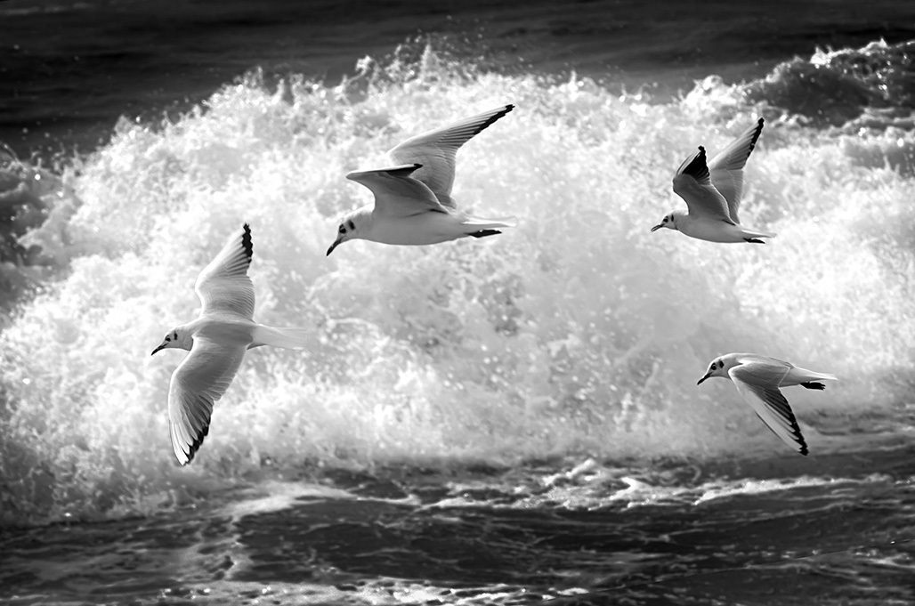 La danza dei gabbiani