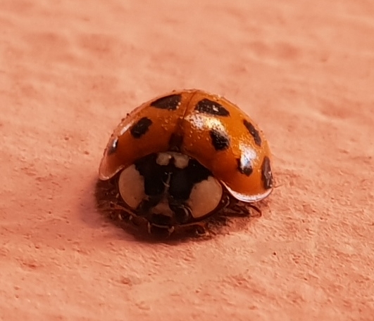 un mostro tra noi...