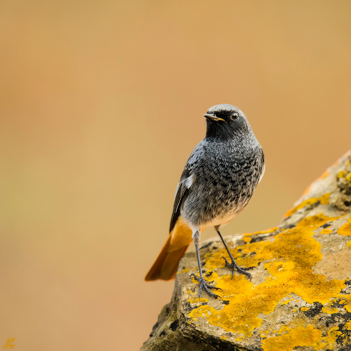 ..codirosso spazzacamino..