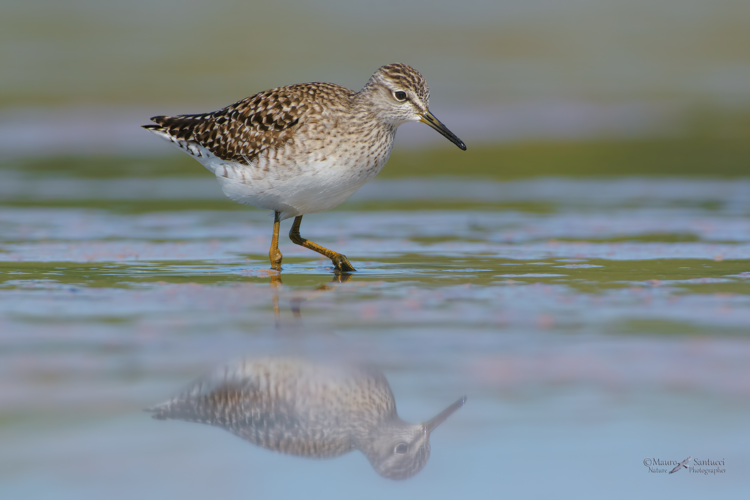 Piro-piro-boschereccio_DSC5047