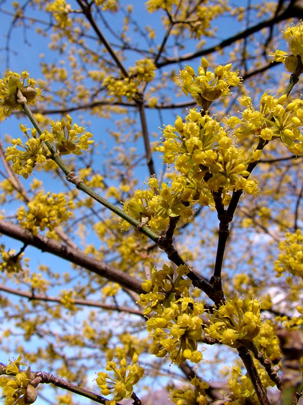Primavera in giallo...