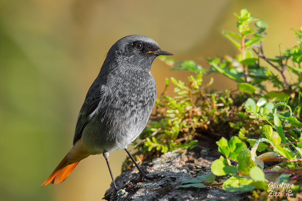 Codirosso spazzacamino