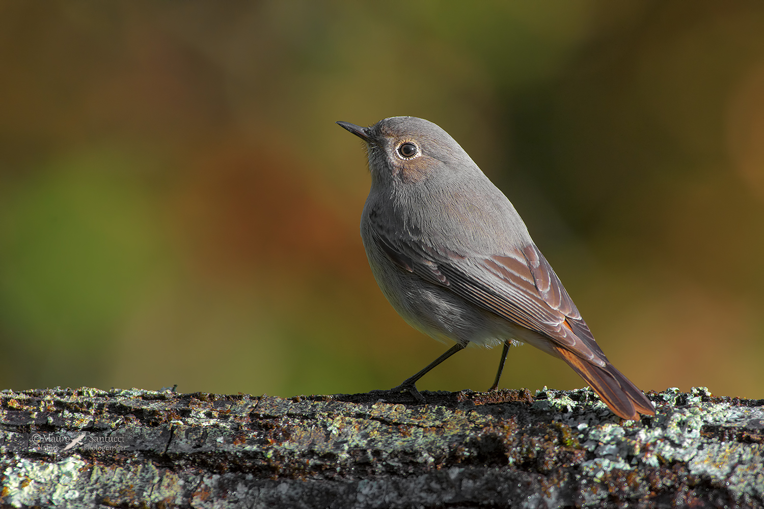 Codirosso-spazzacamino-femmina_DSC1474