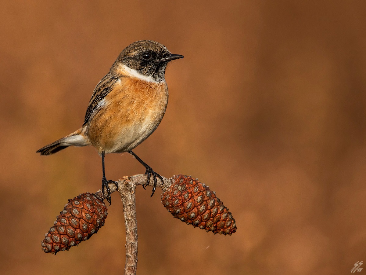 ..saltimpalo maschio..